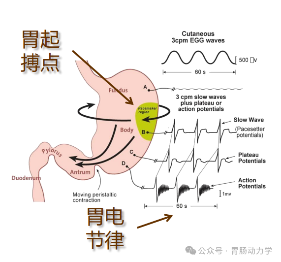胃肠电图仪 胃肠电图仪